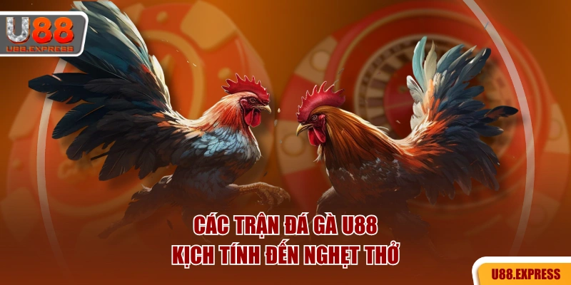 Các trận đá gà U88 kịch tính đến nghẹt thở