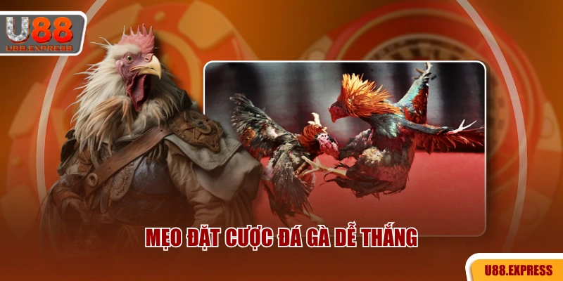Mẹo đặt cược đá gà dễ thắng